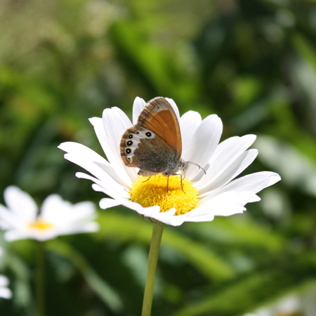 Coenonympha arcania ?